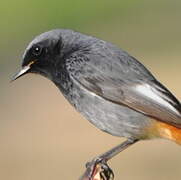 Black Redstart