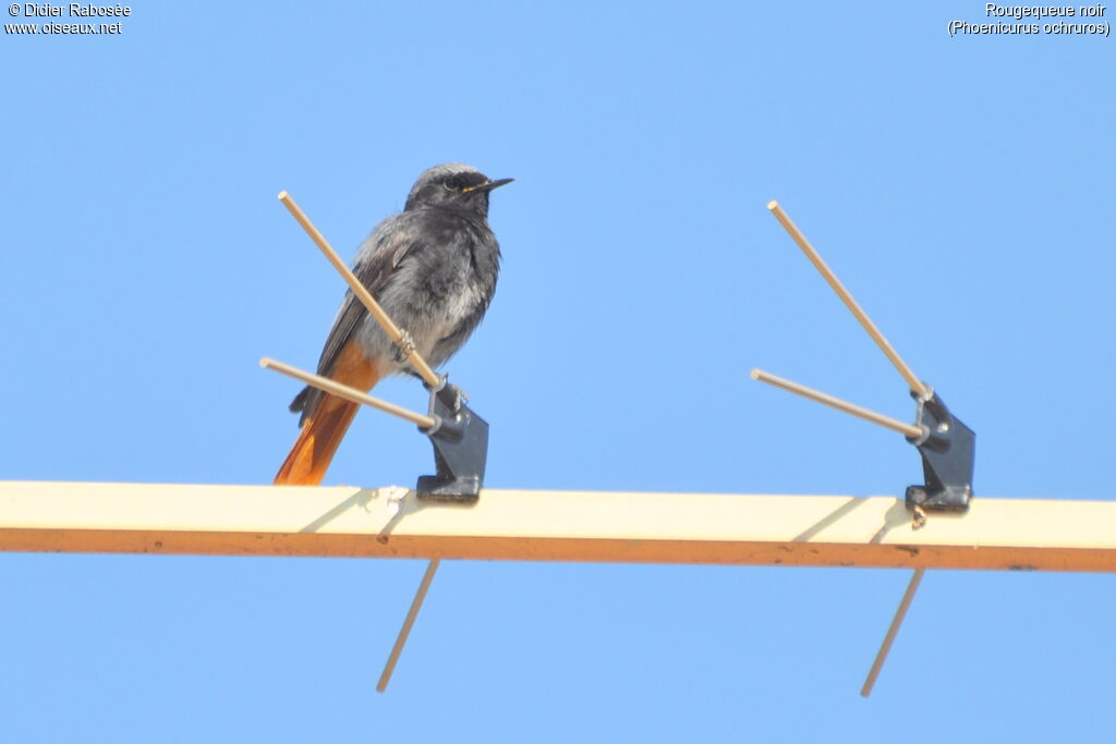 Black Redstart