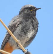 Black Redstart