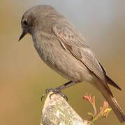 Black Redstart