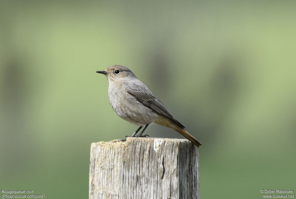 Black Redstart female adult