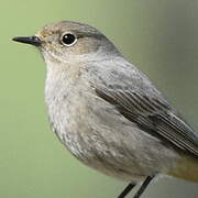 Black Redstart