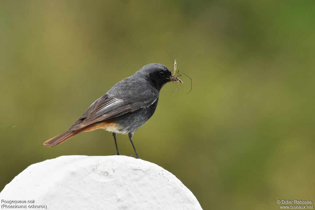 Black Redstart male adult breeding, Reproduction-nesting