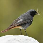 Black Redstart