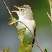 Blyth's Reed Warbler