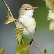 Blyth's Reed Warbler