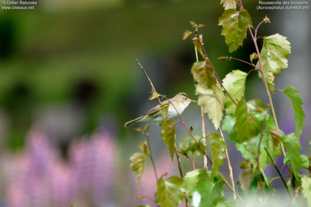 Blyth's Reed Warbler