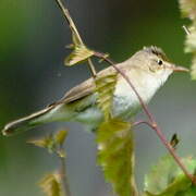 Blyth's Reed Warbler