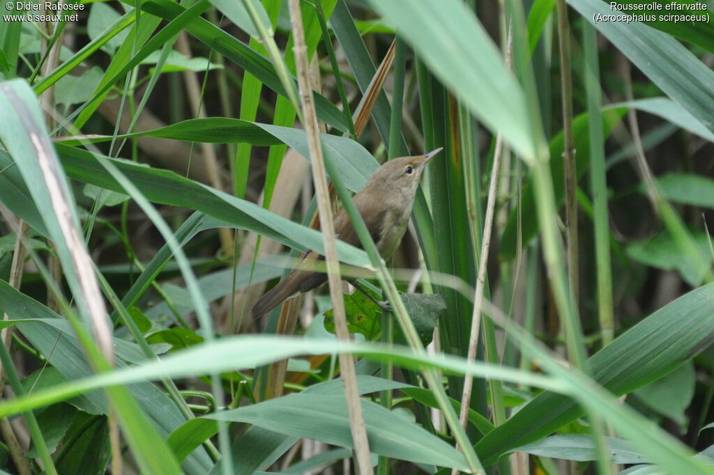 Common Reed Warbler