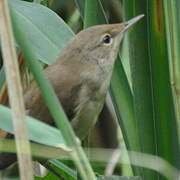 Common Reed Warbler