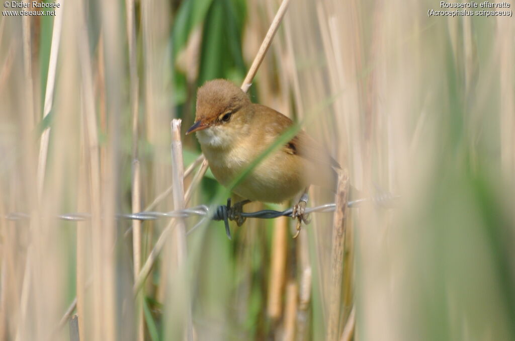 Common Reed Warbler