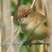 Common Reed Warbler