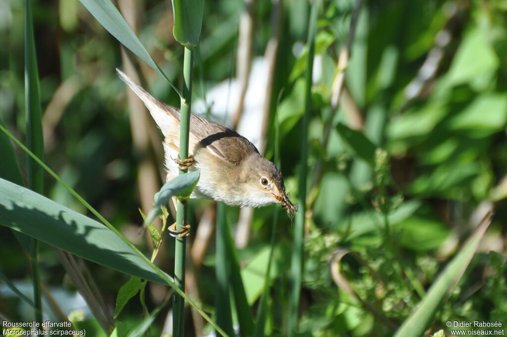 Common Reed Warbleradult, Reproduction-nesting