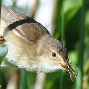 Common Reed Warbler