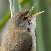 Eurasian Reed Warbler