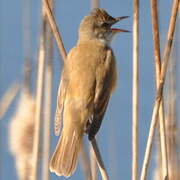 Great Reed Warbler