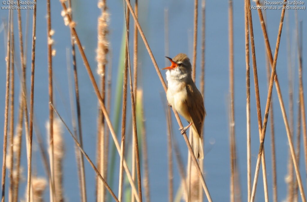 Great Reed Warbler male, song