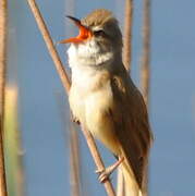 Great Reed Warbler