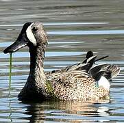 Sarcelle à ailes bleues