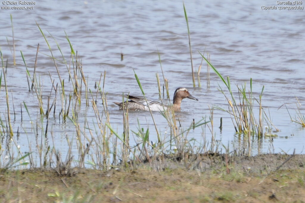 Garganeyadult breeding