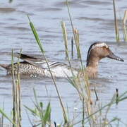 Garganey