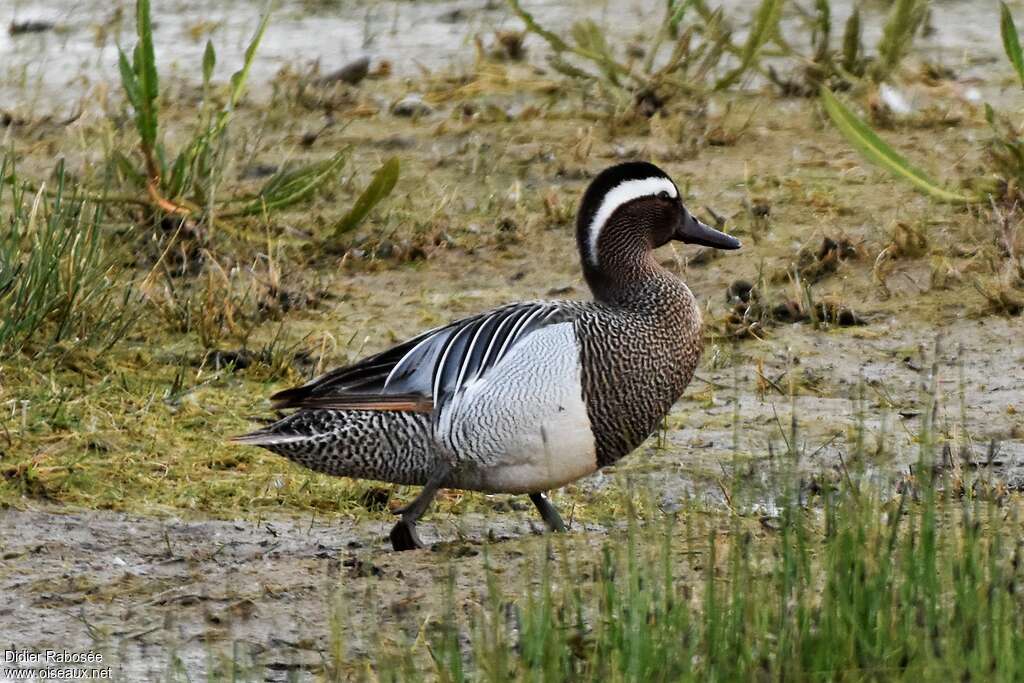 Sarcelle d'été mâle adulte nuptial, identification