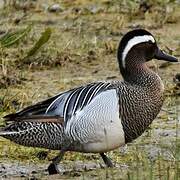 Garganey