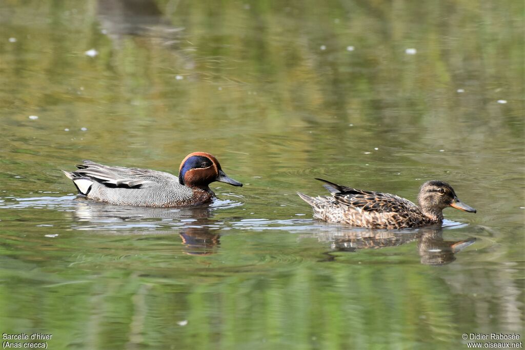 Eurasian Tealadult breeding