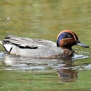 Eurasian Teal