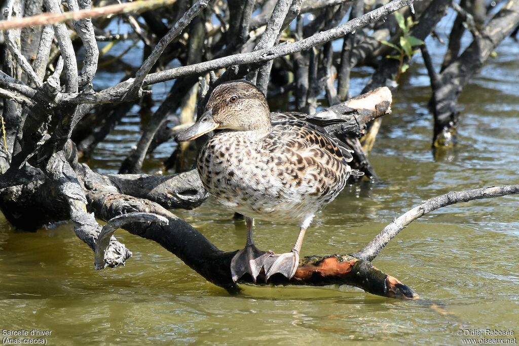 Eurasian Teal female adult