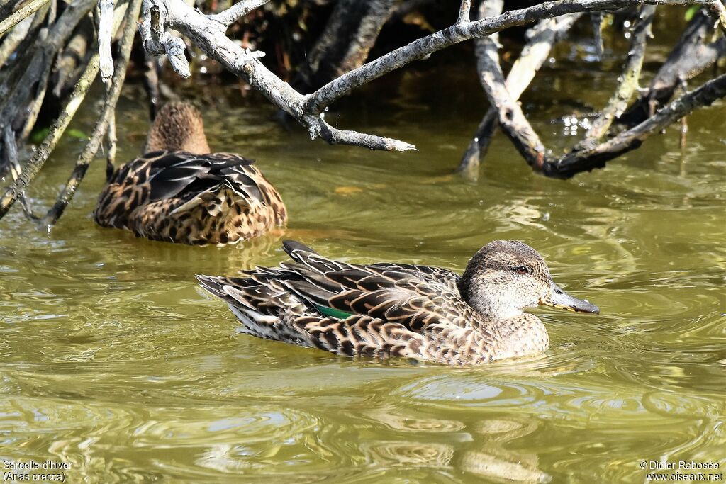 Eurasian Teal female adult