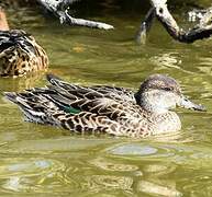 Eurasian Teal