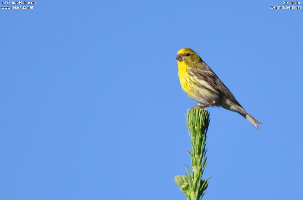 Serin cini