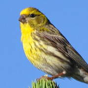 European Serin