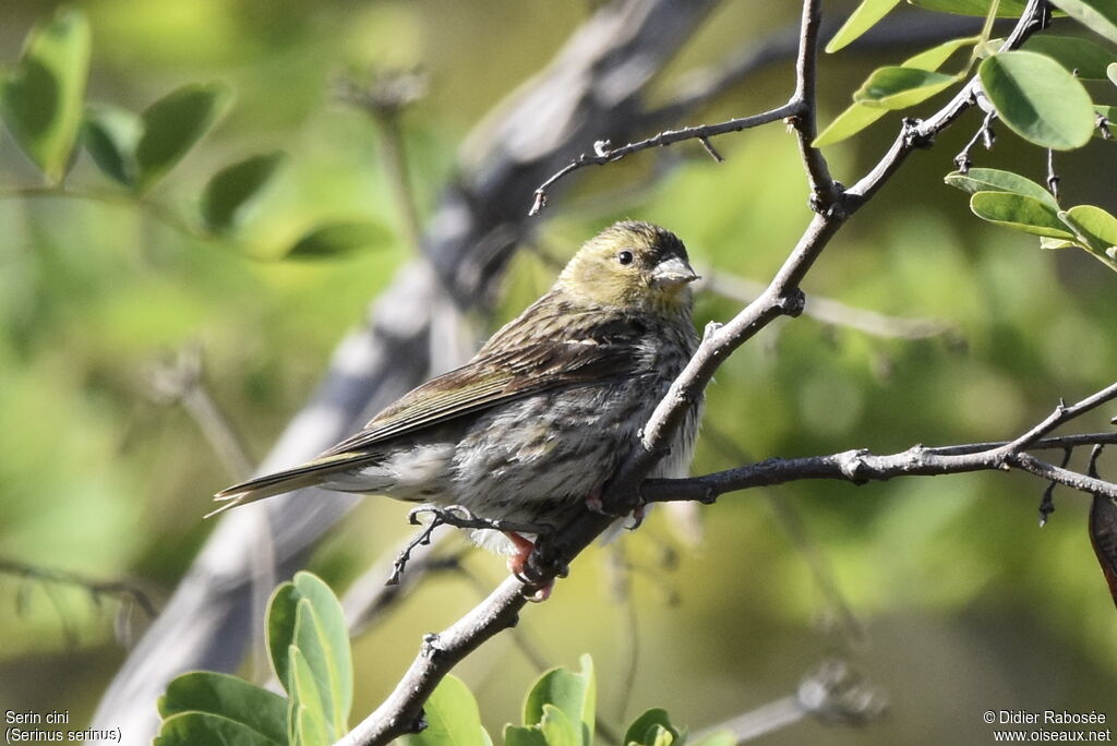 Serin cini femelle adulte