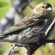 European Serin