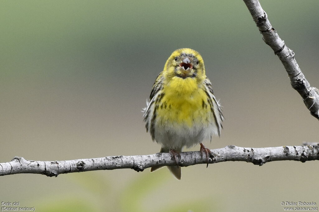 Serin cini mâle adulte, chant