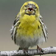 European Serin