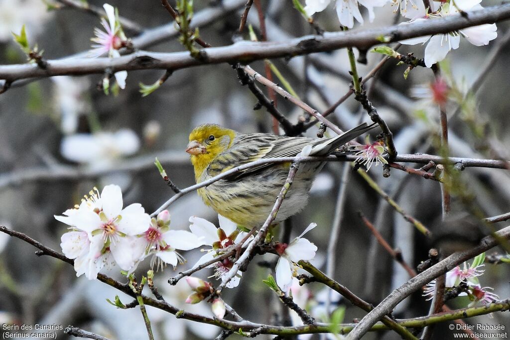 Serin des Canaries mâle adulte