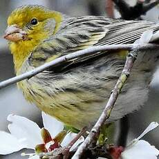 Serin des Canaries