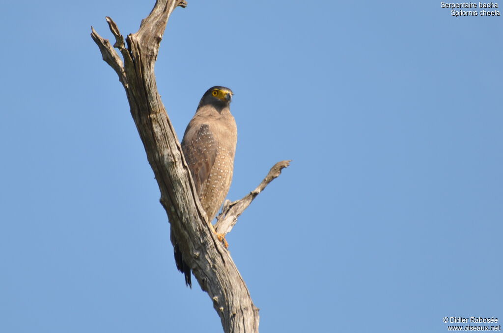 Crested Serpent Eagle