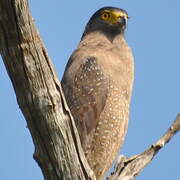 Crested Serpent Eagle