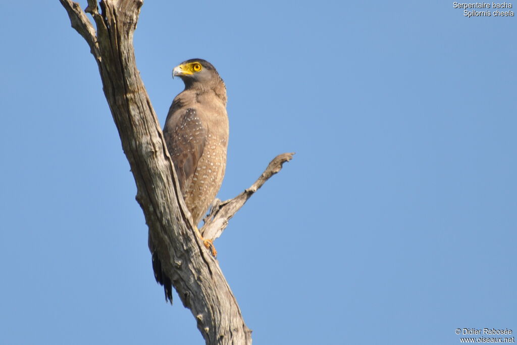 Crested Serpent Eagle