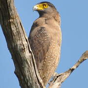 Crested Serpent Eagle