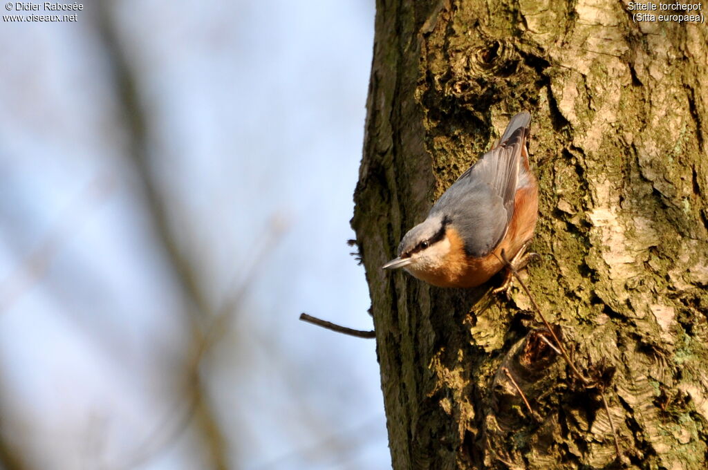 Eurasian Nuthatch