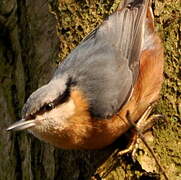 Eurasian Nuthatch