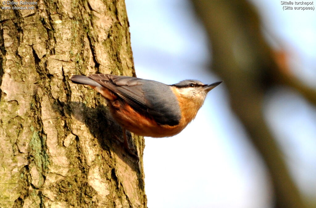 Eurasian Nuthatch