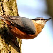 Eurasian Nuthatch