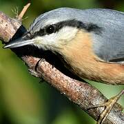 Eurasian Nuthatch