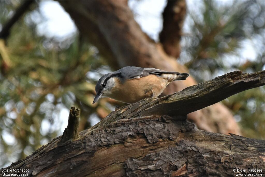 Eurasian Nuthatchadult